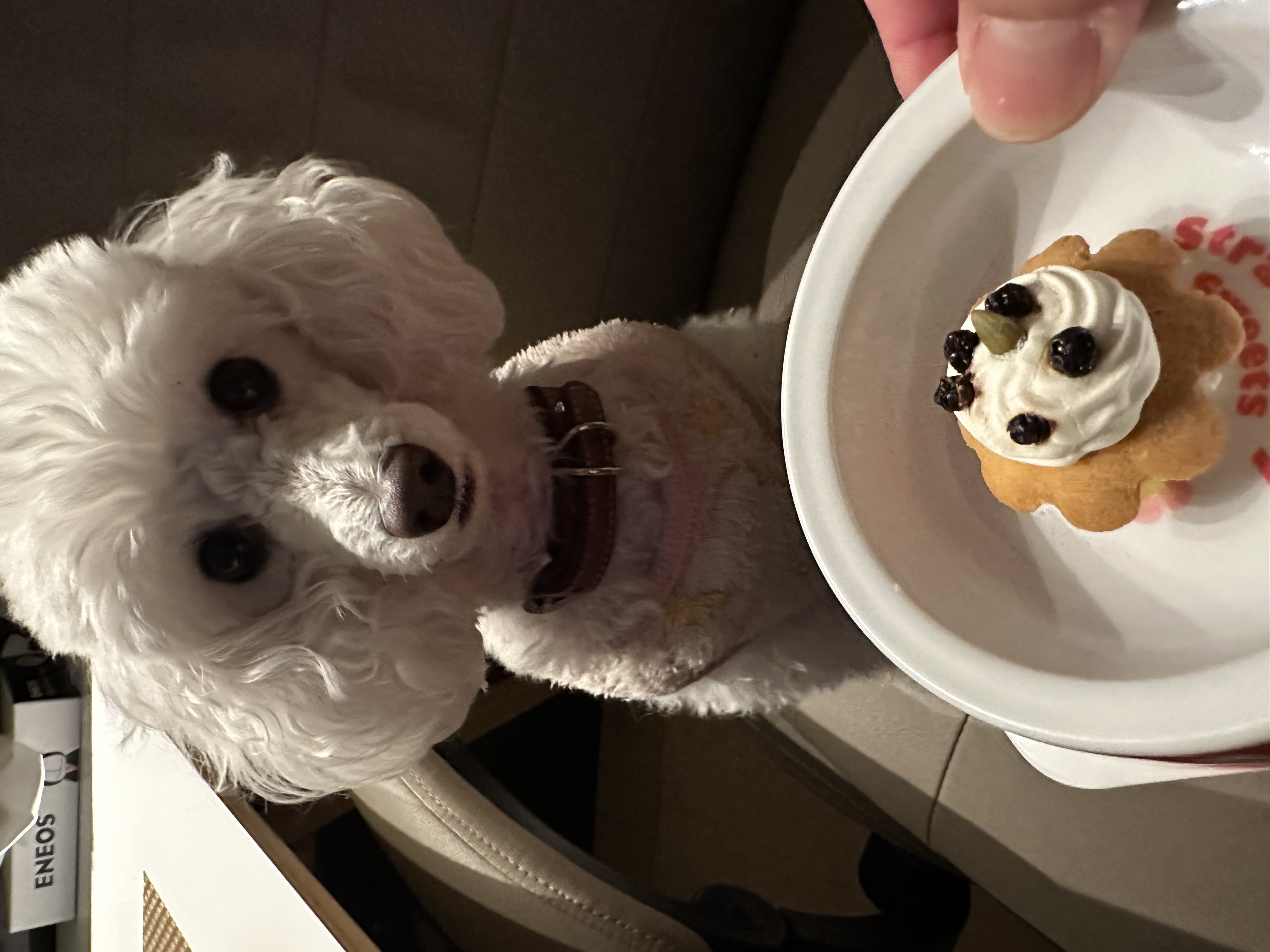 スーちゃん誕生日