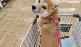 はなちゃんの社会化