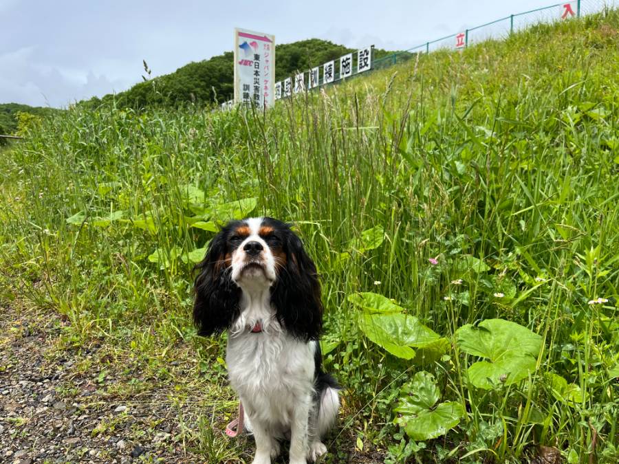 東日本災害救助犬施設に行ってきました