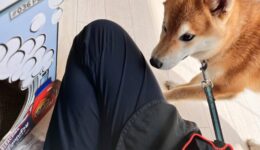 人と犬が動き回るだけがトレーニングじゃない！