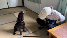 災害救助犬の競技会に行ってきます