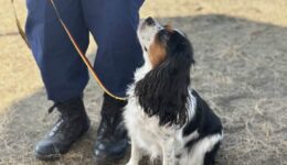 災害救助犬競技会　結果