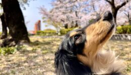 春を楽しむ