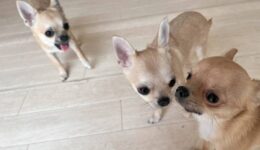 チワワ’s