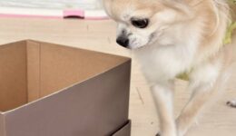 お手軽に遊べるおもちゃ