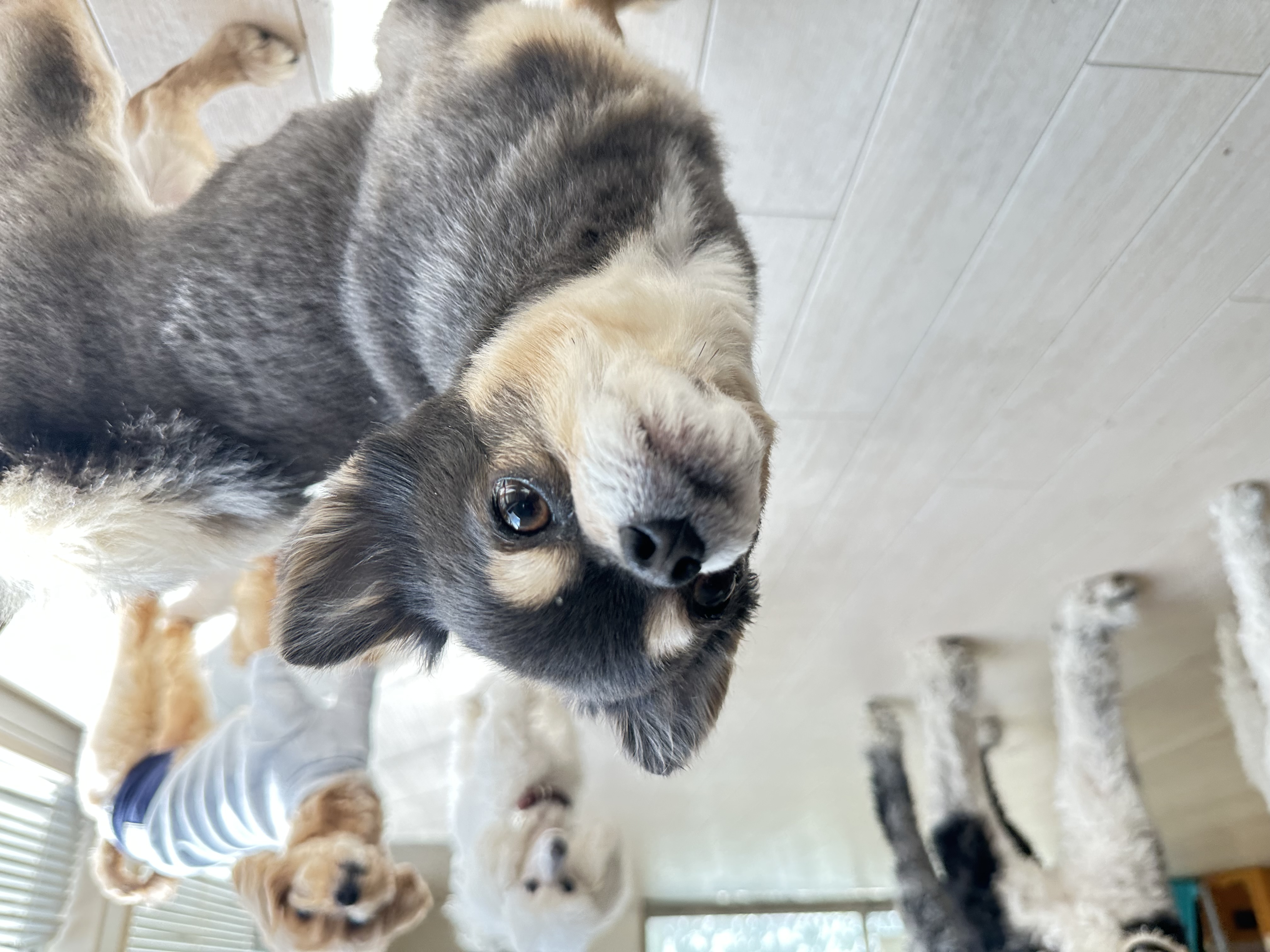 お泊まりわんこ達